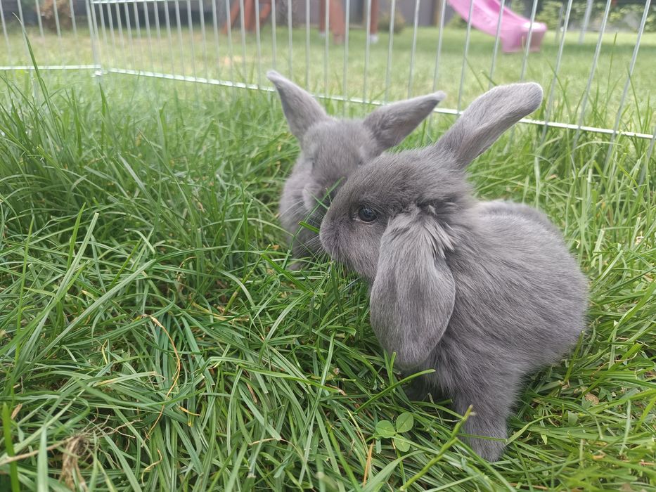 Króliki Barany francuskie niebieskie