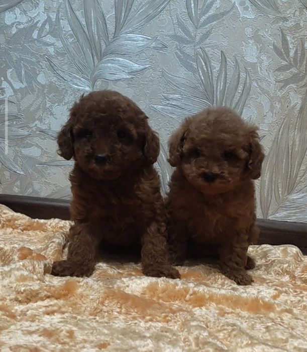 Той пудель мальчики и девочки 2 месяца