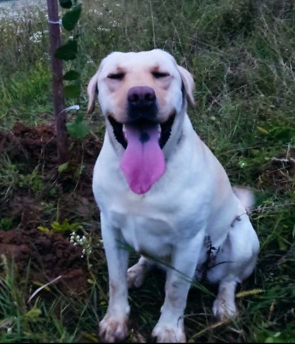 Лабрадор Ретривер (кобель дорослий) шукає новий дім. (не кастрований)