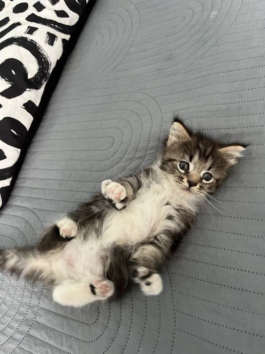 Maine Coon Kociak