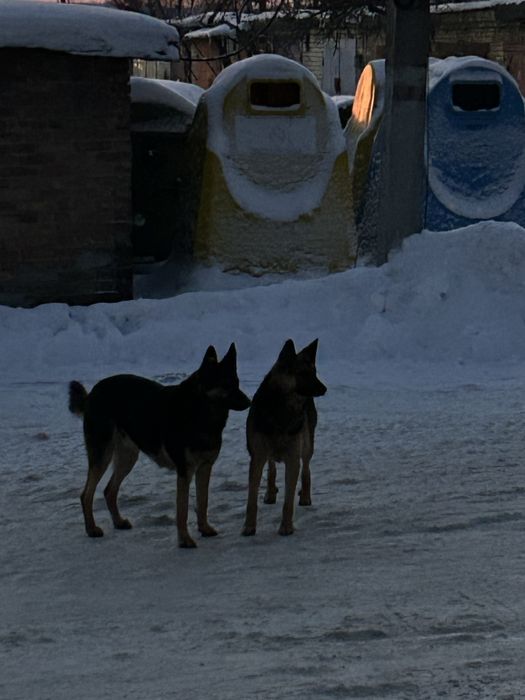 Молоді вівчарки. Хлопчик та дівчинка