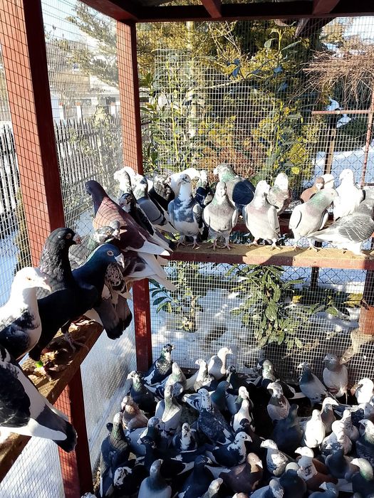 Gołębie Staropolskie