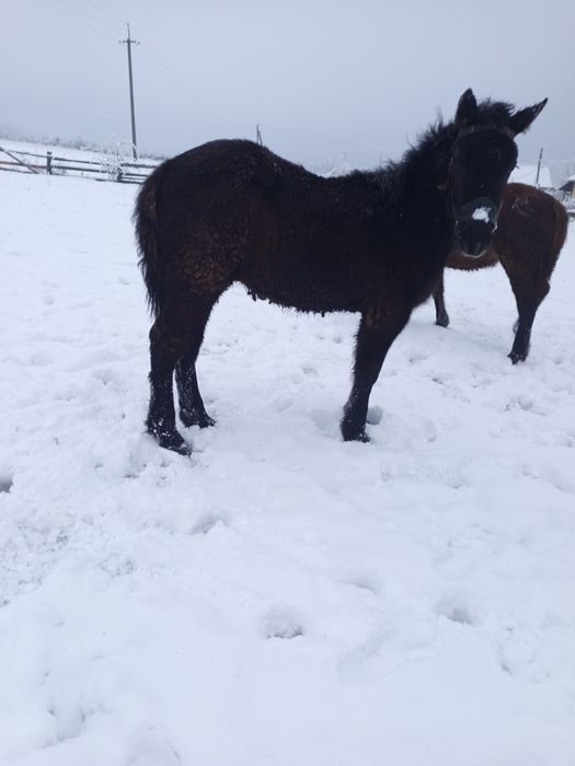 Продам жеребчика