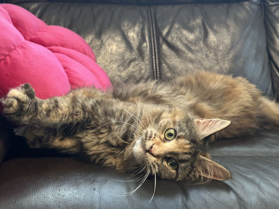 Kotka maine coon z rodowodem na sprzedaz