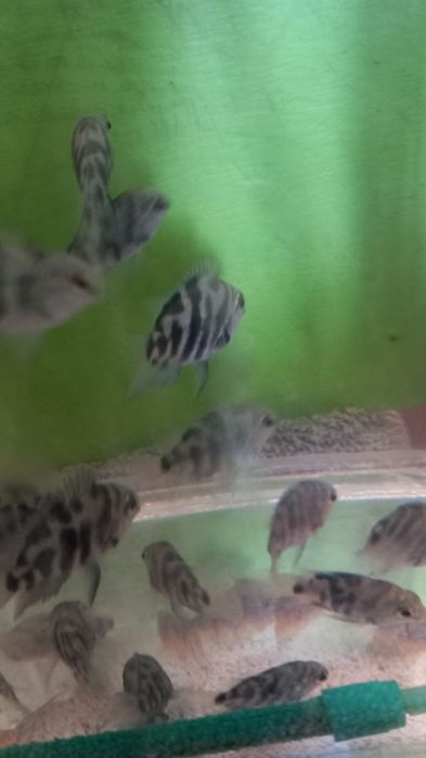 Продам рыбок собственного разведения.