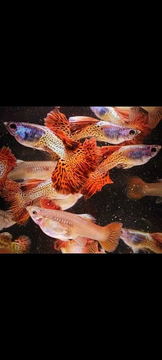 Gupik gupiki Metal Red Lace