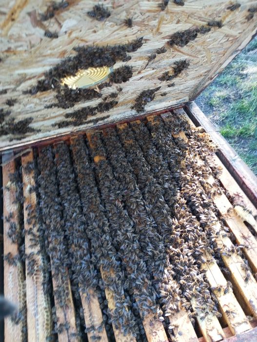 Rodziny pszczele na ramce 1/2 dadant, odkłady