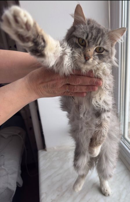 Котик в добрі руки