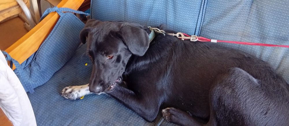 Doa-se (Adoção responsável )