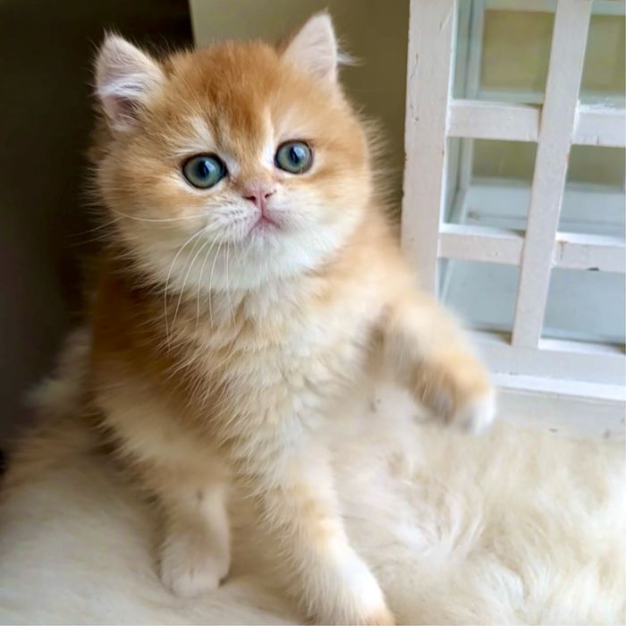 Котик британська золота шиншила кошенята хлопчик дівчинка