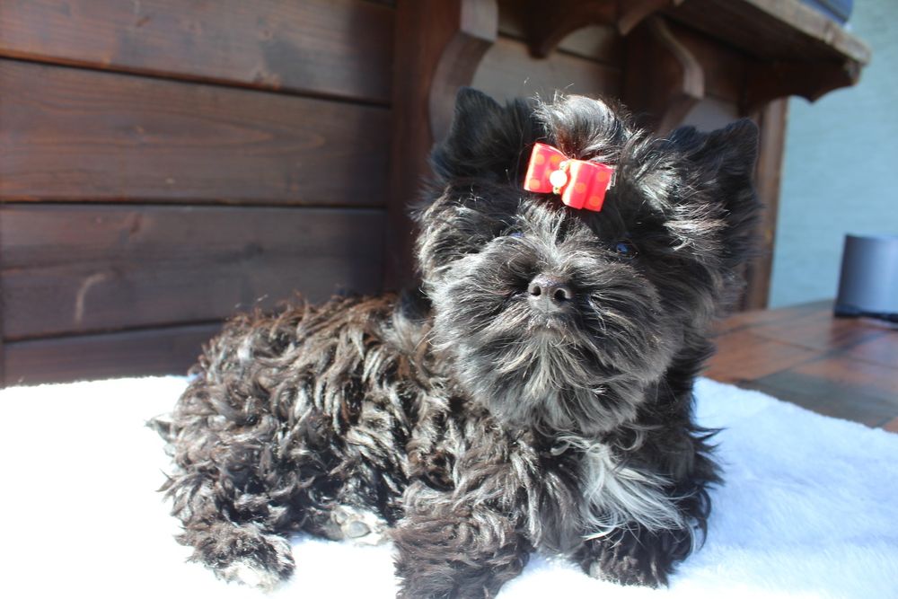Suczka Yorkshire Terrier Black
