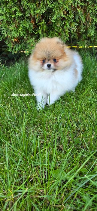 Szpic miniaturowy pomeranian suczka