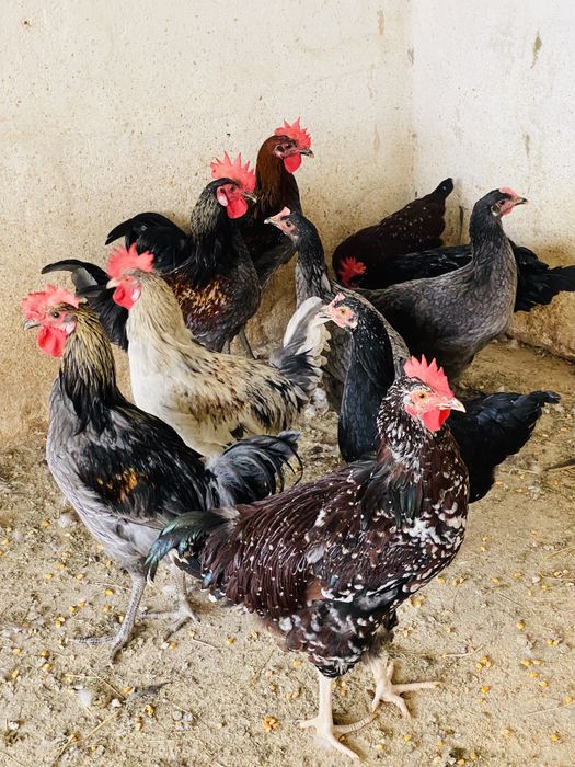 Galinhas boas poedeiras e galos.