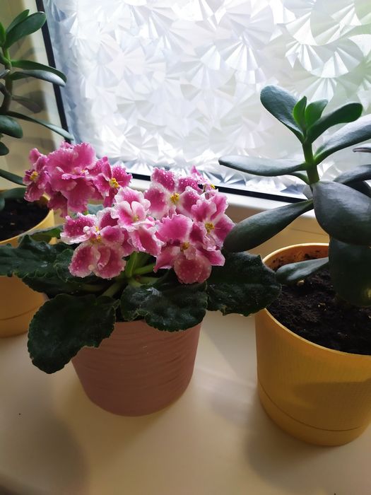 Фіалка, дуже гарна.