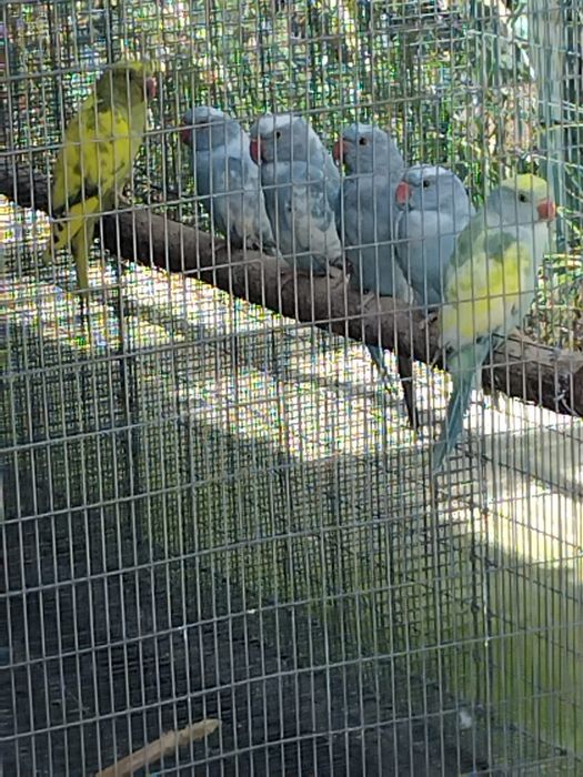 Ring Nek malhados 2025