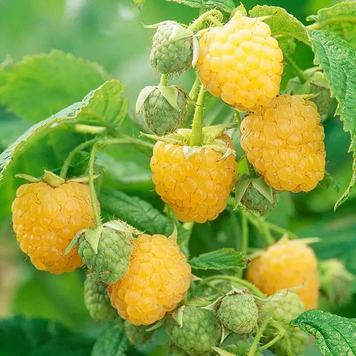 Plantas diversas de fruteiras