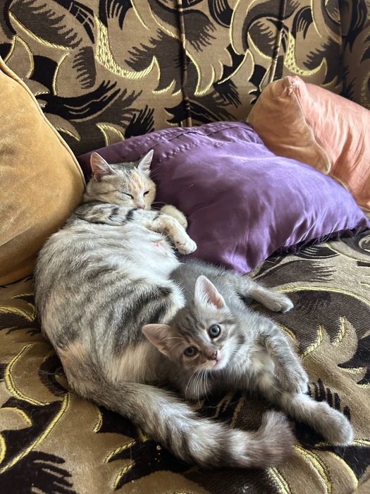 Кошенятко в сім'ю