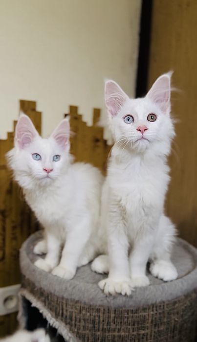 Дівчинка полідакт різноочка в улюбленці