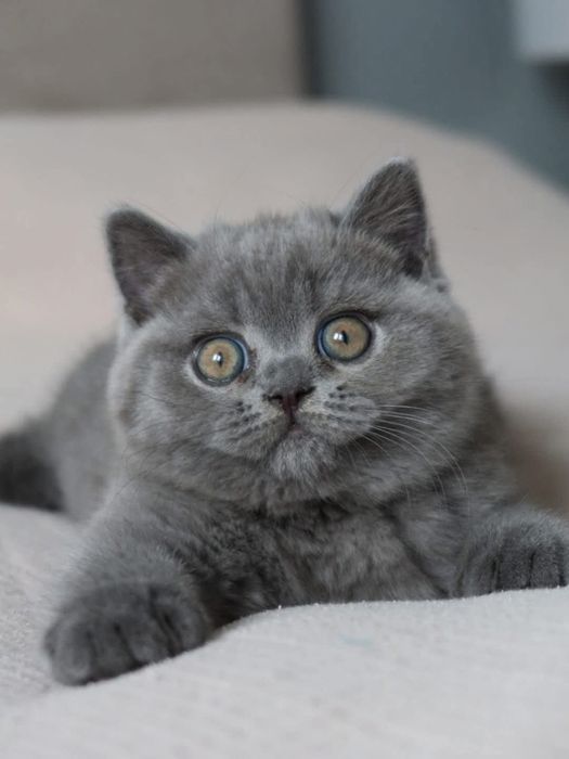 Шотландский котёнок мальчик