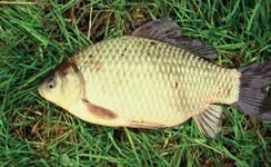 Karp koi jesiotr amur sandacz szczupak sandacz