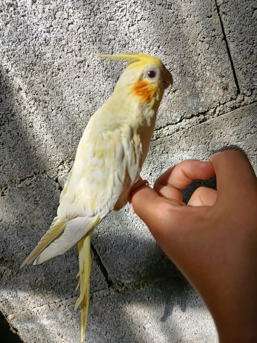 Caturra domesticada