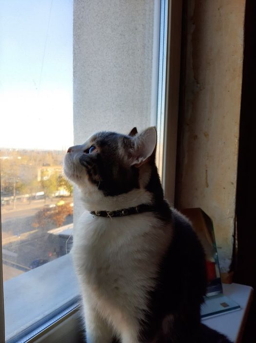 Кот-британец срочно ищет кошечку.