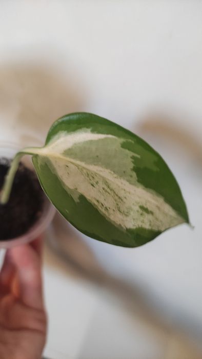 Епіпремнум happy leaf