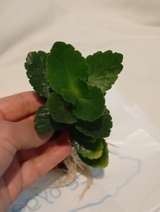 Вазон каланхое розкішний