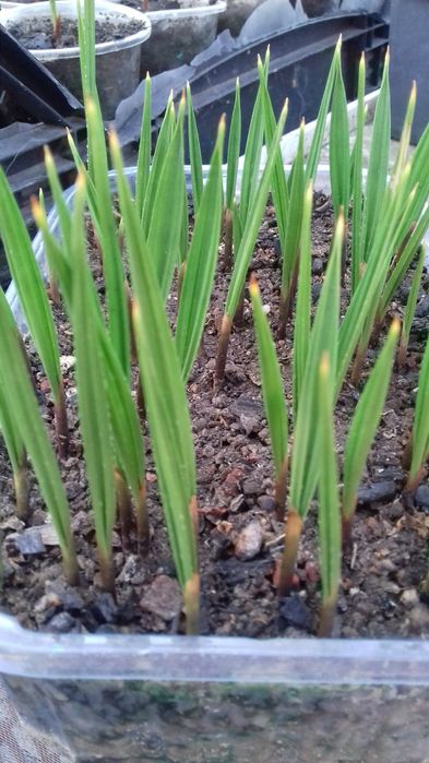 Семена пальмы Вашингтония