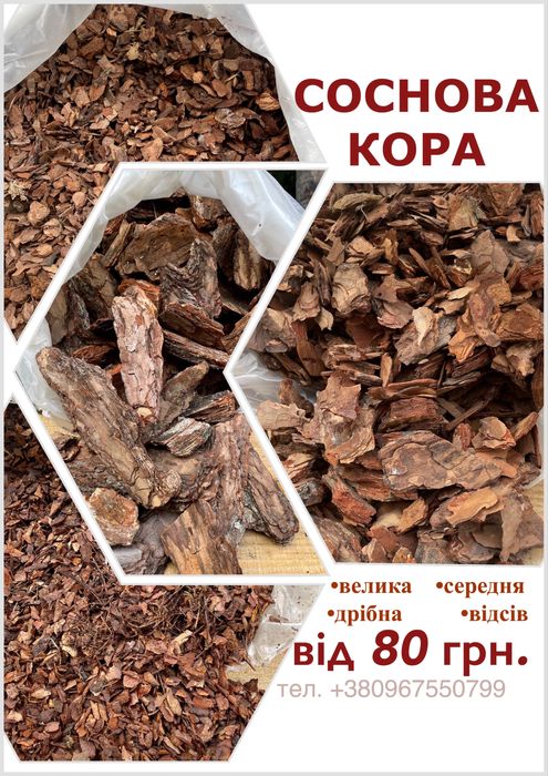 Кора соснова