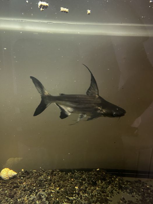 Pangasius +/- 30 cm Doação