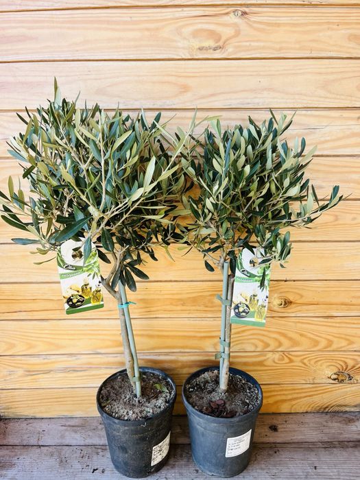 Оливковые деревья с плодами. Киев