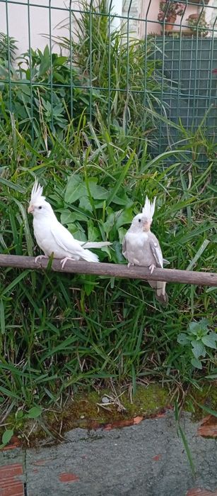 Caturras criadas a mão e domesticadas