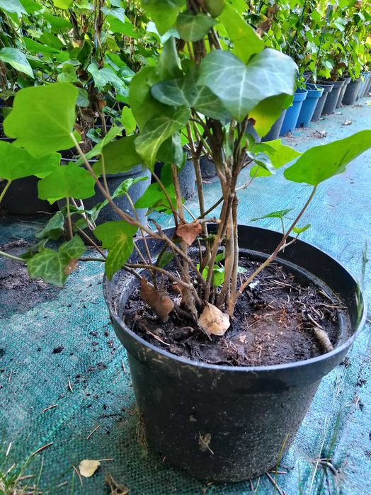 bluszcz   hedera helix , zimozielony do  150 cm