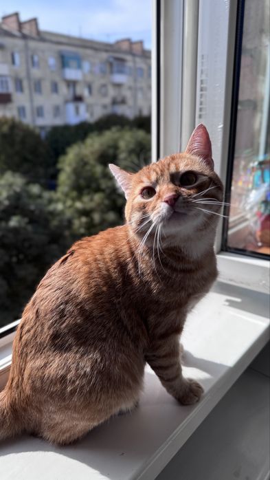 Кіт, котик, хлопчик безкоштовно в люблячу родину