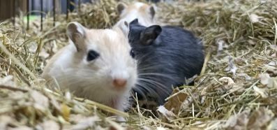 Młode Myszoskoczki.