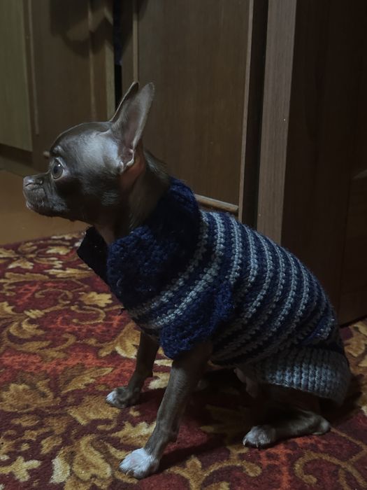 Вʼязаний одяг для чихуа чи інших маленьких собак