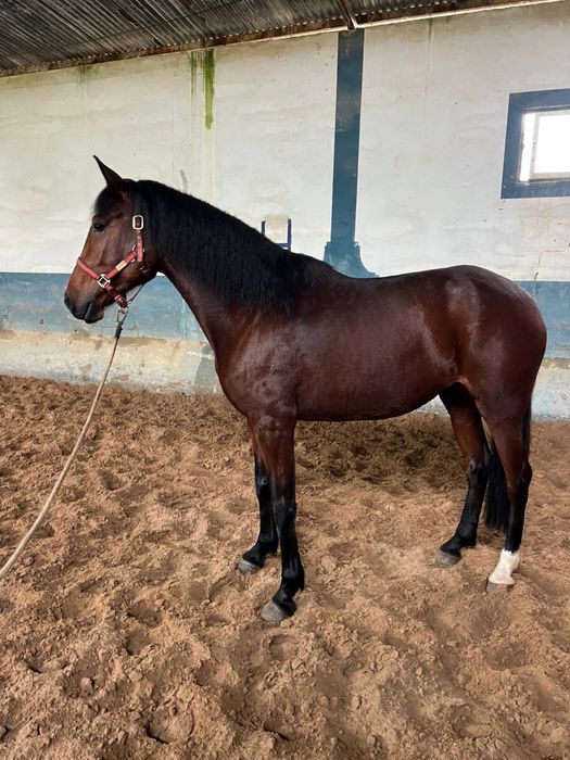 Égua Puro Sangue Lusitana