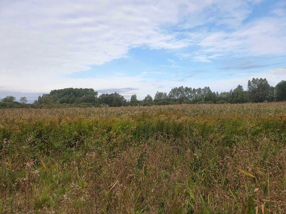 Działka rekreacyjna Przydwórz gm. Ryńsk 500m²