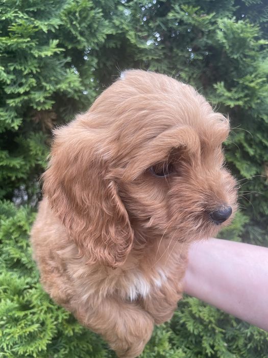 Cockapoo  suczka