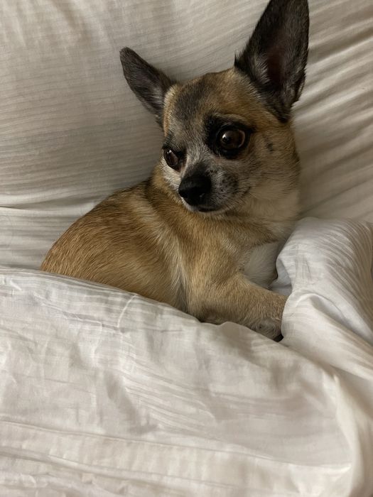 Чіхуа хуа в‘язка.