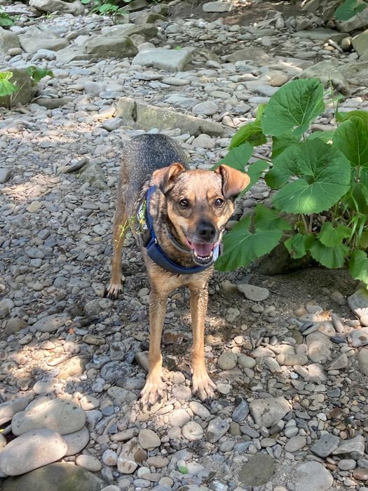 Piękny i mądry Bruno potrzebuje nowego domu Przebywa w Tychach (śląsk)