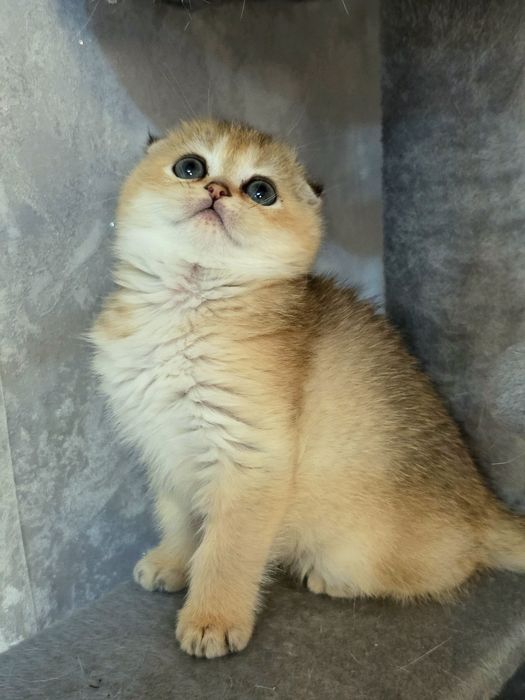 Шотландочка золота шиншила