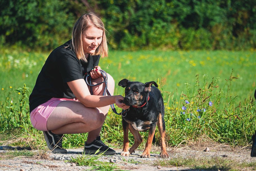 BREK - smutny, łagodny piesek