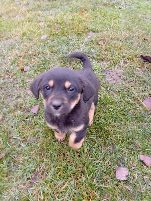 Oddam pieski za darmo,