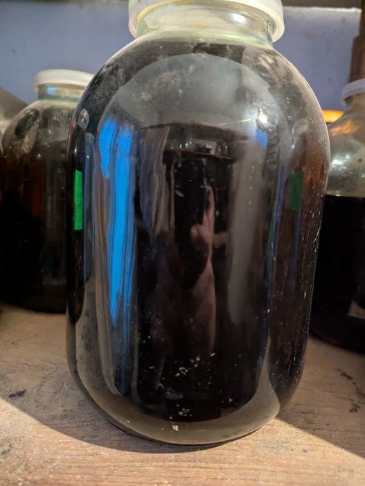 Горобина чорна звичайна