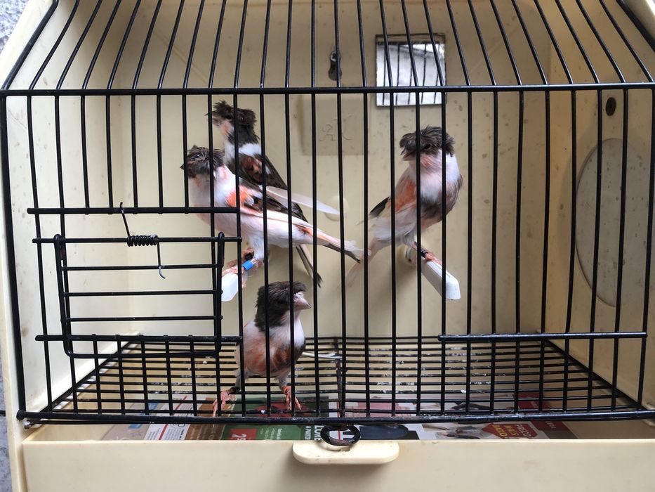 Canarios Arlequim Portugues