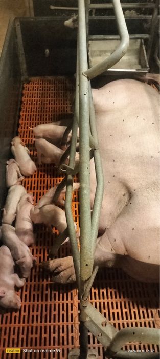 Тест на вагітність свинки, свиноматки