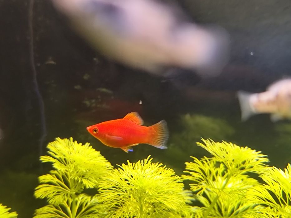 limnophila sessiliflora