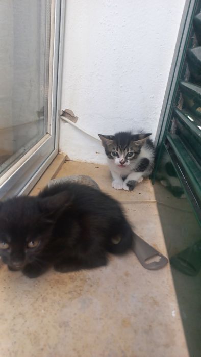 URGENTE Gatinhos bebes adoção